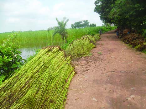 JHENAIDAH: Bundles of jute plants are dumped near Kachua College in Jhenaidah due to water crisis.