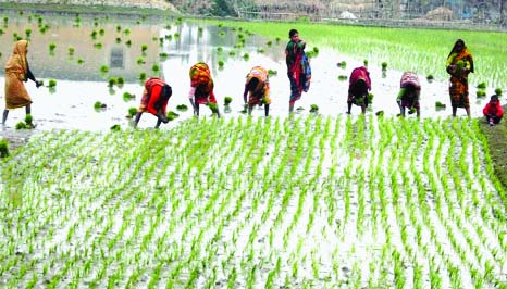 CHAPAINAWABGANJ: Tribal women in Chapainawabganj passing busy time in planting Aman paddy. This picture was taken from Nachol Upazila on Friday.