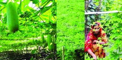 RANGPUR: Thousand of farmers and common people have achieved self- reliance and changed their fortune through farming vegetables in recent years.