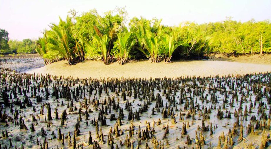 Trees at Sundarbans mangrove forest are threatened with extinction as reduced upstream water-flow is increasing salinity in the Southwest coastal region.