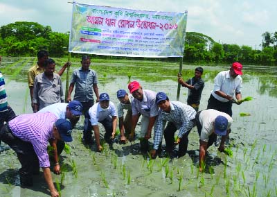 MYMENSINGH: Prof Dr Md Ali Akbar, VC, Bangladesh Agricultural University inaugurating Aman paddy planting programme as Chief Guest organised by Farm Management Department of the University on Wednesday.