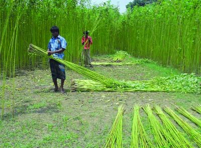 NARSINGDI: Farmers are harvesting jute plants at in Narsingdi yesterday.