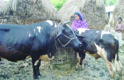 JHENAIDAH: A view of domestic cattle farm in Jhenaidah.