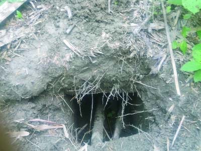 JHENAIDAH : A grave from where the skeleton of Nabin Mia of Gazipur village in Harinakundu upazila of Jhenaidah was stolen a few weeks ago.
