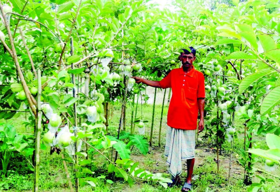 NARSINGDI: Farmer Abul Kalam of Char Morjal village in Raipura Upazila showing guava of his garden.