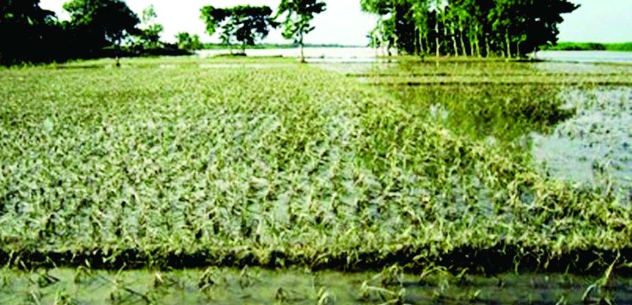 RANGPUR: The recent flood have damaged huge standing crops on 13,486 hectares of land worth over Tk 105. 80 crore in five districts under Rangpur Agricultural Zone this season.
