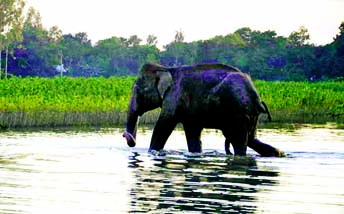 The Indian Forest officials' team returned to their country being failed to rescue the trapped wild elephant from the river. The elephant was staying at Haripur village under Sharishabari Upazila in Jamalpur district on Sunday.