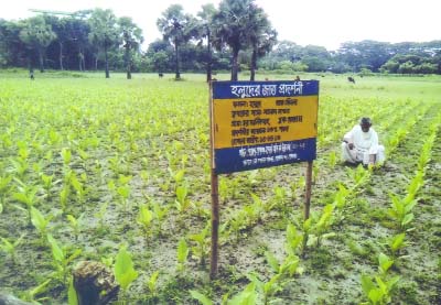 GOPALGANJ: A farmer is working in his turmeric field at Char Manikdia under Sadar upazila.