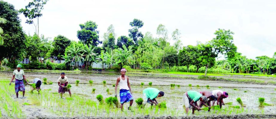 JAMALPUR: Farmers in Jamalpur planting seedlings as the flood water has decreased. This snap was taken from Malikdanga village yesterday.