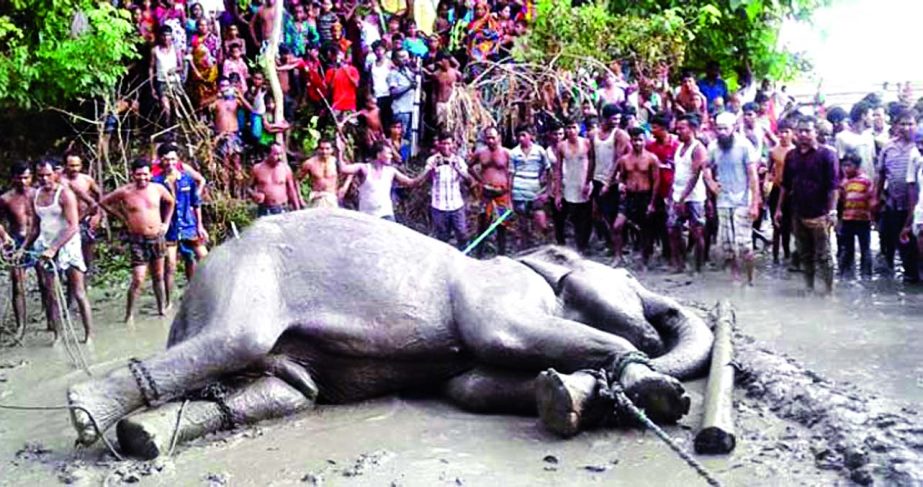 After tranquilisation on Thursday the wild elephant is seen lying with his legs tied up at village Koyra under Kamrabad union of Sarishabari in Jamalpur.