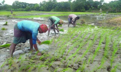JHENAIDAH: Some farmers transplanting T-Aman paddy plants at Madla village of Sailkupa in Jhenaidah yesterday.