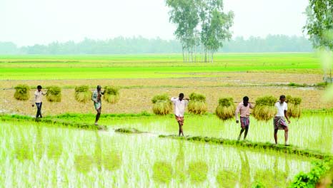 BOGRA: Farmers in Bogra are passing their busy time in harvesting work of Boro paddy. This picture was taken from Bashor Briidge Koigram area in Singra Upazila yesterday.