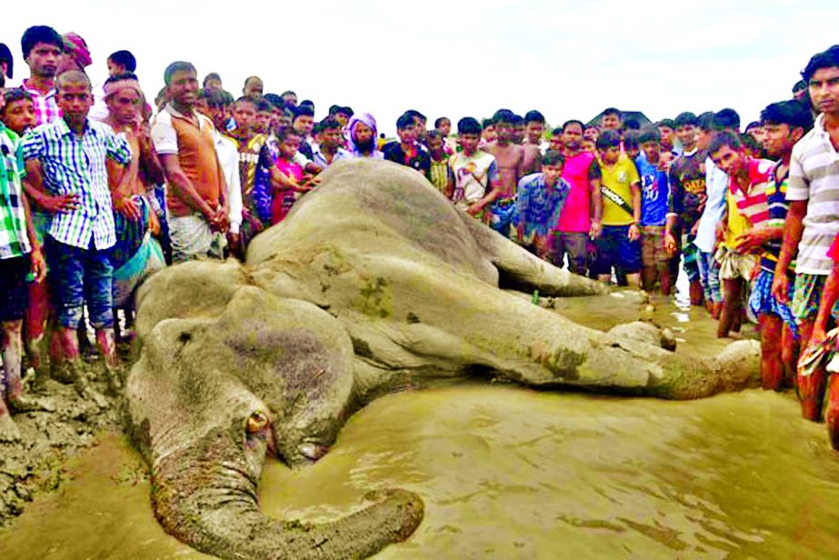 The stranded elephant 'Bangabahadur' entered into the Bangladesh about one and half months ago died at Koyra village in Sharishabari on Tuesday.