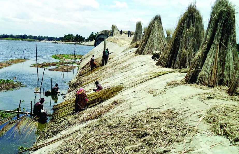 JAMALPUR: Farmers in Jamalpur are busy in jute precessing works. This picture was taken from Ruhile Bridge in Ghaugora Union on Wednesday.