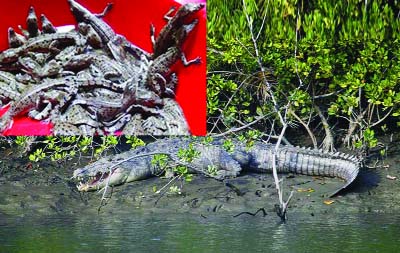 KHULNA: Crocodilesâ€™ kids (inset) were born at Artificial Crocodile Breeding Centre at Karomjol area in Sundarbans.