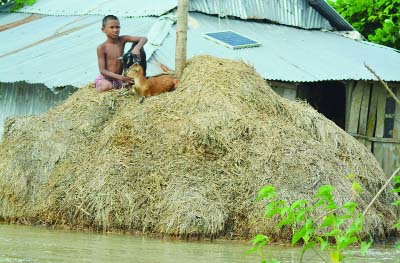 PATUAKHALI: A child in Patuakhali with domestic animal take shelter upon a stack of straw as there is no embankment, high ebb water flooded most of the areas. This picture was taken from Chandradeep area in Bauphal area yesterday.
