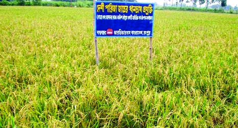 RANGPUR: Extended cultivation of short duration local variety Parija Paddy becoming popular among the farmers as additional Aus crop in Rangpur Division in recent years to enhance food security.