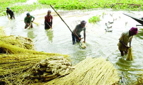 BOGRA: Framers in Bogra are passing busy time in separating fibers from jute plants. This picture was taken from Sariakandi Upazila on Wednesday.