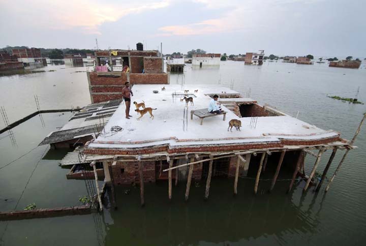 A flood affected person, left, who rescued four dogs and their four puppies plays on the roof of their under constructed submerged house in Allahabad, India on Thursday.