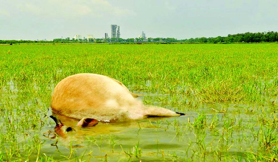 Trees, grasses, animals, fishes and other aquatic creatures are facing adverse impact of ammonia inhalation following Tuesday's blast at DAP Fertilizer Factory in Chittagong. A cow is seen dead at a paddy field near the accident spot on Friday.