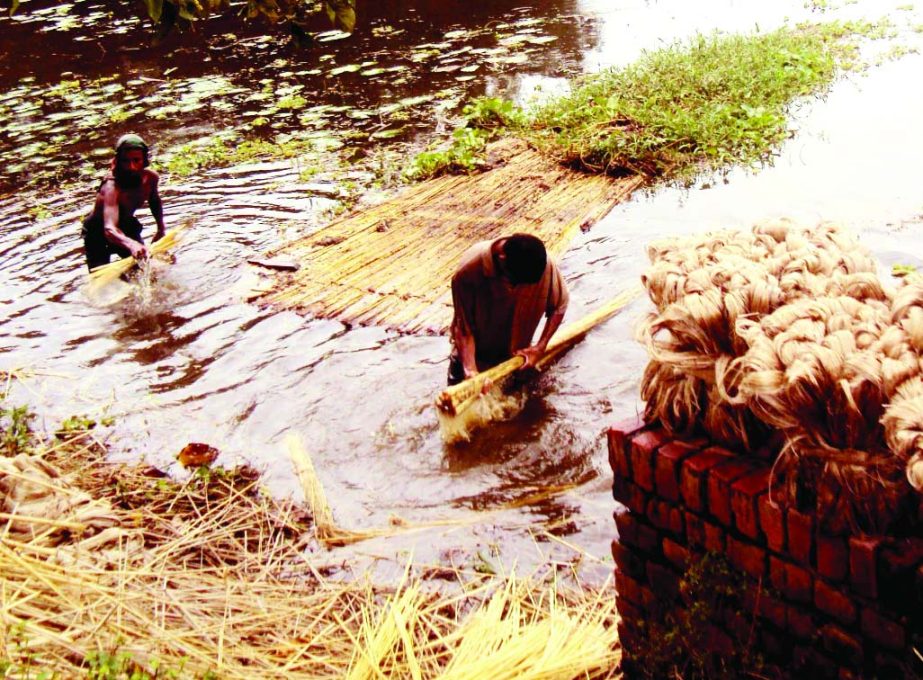 SAGHATA (Gaibandha): Framers in Saghata Upazila passing busy time in cleaning jute plants. This picture was taekn on Tuesday.