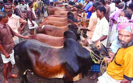 RANGPUR: Trade of sacrificial animals yet to get momentum despite huge supply of locally reared healthier cattle heads this time at Lalbag cattle market in the city.