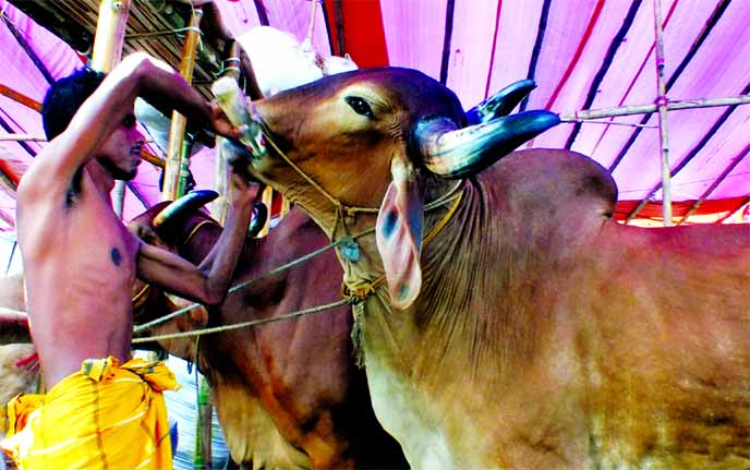 A trader is seen engaged in fattening cows by injecting and feeding steroids in a bid to make a windfall profit in broad-day-light at Sagarika cattle market in the Port City Chittagong on Saturday.
