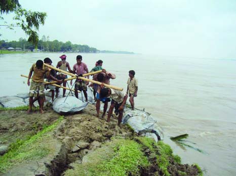 GANGACHARA (Rangpur) : Locals of Soud Para area in Kolkando Union trying to stop the Teesta River erosion by using geo-bags on Saturday.