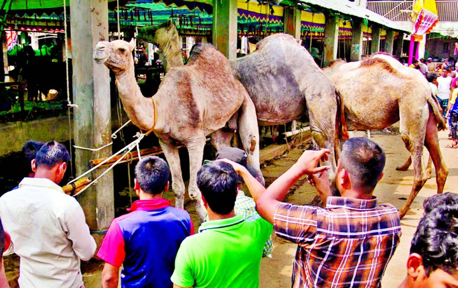 Some camels started arriving at Dhaka cattle markets. This photo was taken from Gabtoli on Sunday.