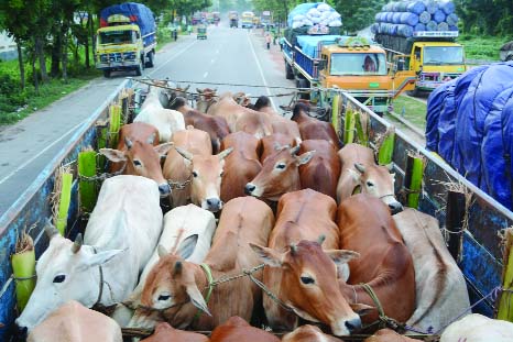 BOGRA: Cattle markets have gained momentum in Bogra. This picture was taken from Lichutala on Bogra-Dhaka Highway yesterday.