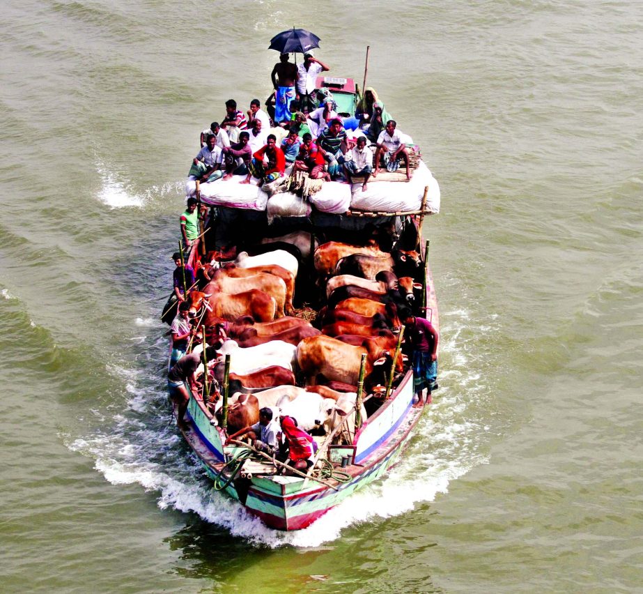 Trawler loaded with sacrificial animals coming from the country's different destinations to reach capital as well as other places ahead of the Eid-ul-Azha. This photo was taken from Padma River at Mawa point on Tuesday.