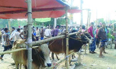 GAFARGAON(Mymensingh): Sellers and buyers of sacrificial animals are busy at Municipality Bazar yesterday.