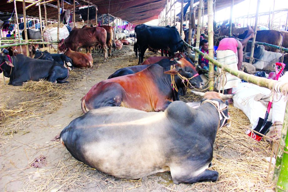 A good number of cattle are seen brought in the city markets 7 days ahead of Eid.