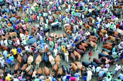 BOGRA: Mohastan cattle market in Bogra is getting momentum. This picture was taken yesterday.