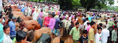 NARSINGDI: A view of a cattle market at Potia Bazar in Shibpur Upazila on Wednesday.
