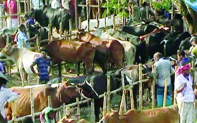 PABNA: Cattle traders are busy at Arifpur Hajir Hat. This snap was taken yesterday.