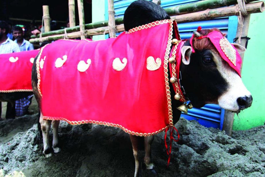 The bullock decorated with colours has been brought to the city's Gabtoli cattle market. The owner of this sacrificial animal demanded Taka four lakh as its price. The snap was taken on Friday.