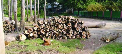 COMILLA: Influentials cut down big trees from Kaziatol Dakkhinpara Islamia Dakhil Madrasa premises in Muradnagar Upazila without permission of Upazila Administration . This picture was taken on Friday.