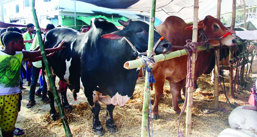 A large number of bullocks have been brought to cattle markets but prices of these sacrificial animals comparatively higher than the previous years. The snap was taken from the city's Swashanghat, Postogola on Saturday.