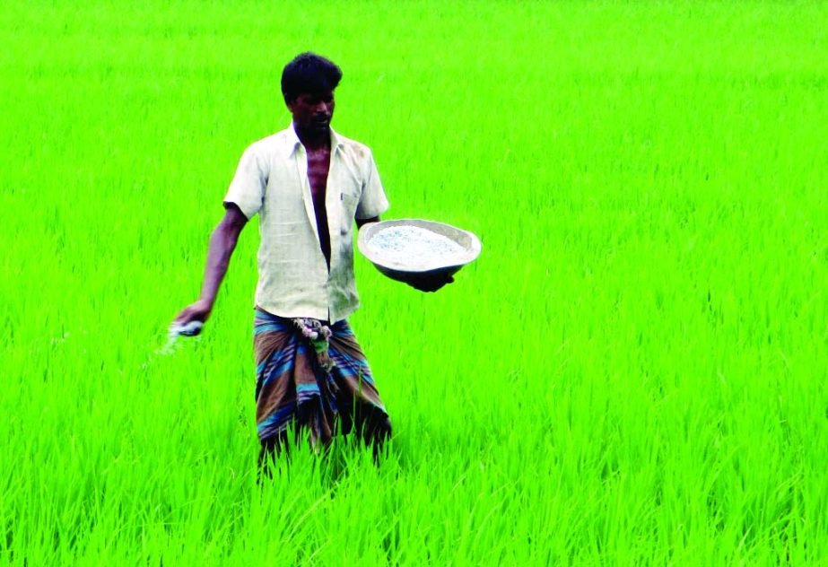 NATORE: A farmer is giving fertilizer in his Aman paddy field at Naldanga Upazila on Friday.