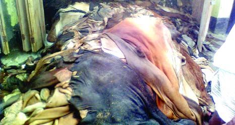 RANGPUR: Sacrificial animal hides stockpiled inside an 'Arat' before primary processing with salt at Chamrapara in the city.