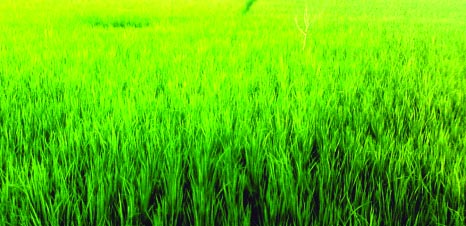 RANGPUR: An excellent growing T-Aman paddy field in village Najirdigar under Sadar upazila in the district predicts bumper production of the major cereals crop this season.