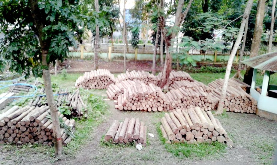 Forest Department seized huge timber from Jamchhari area in Bandarban which was ready for smuggling recently.