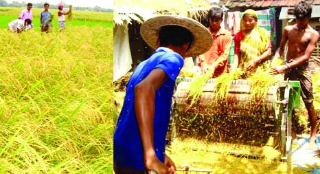 RANGPUR: Framers already started harvesting Hybrid man paddy at this peak hour of the 'seasonal lean period' creating jobs for the poor farm- labourers in Rangpur Agriculture region.