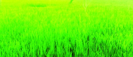 RANGPUR: Transplanted Aman plants are growing excellent following frequent rainfall predicting bumper paddy production of this season in the region.