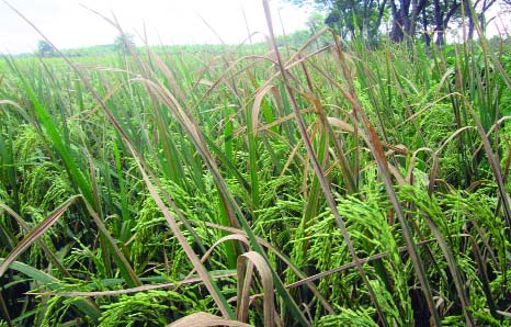 JHENAIDAH: A view of paddy field affected by bacterial disease at Bazergoplapur village in Jhenaidah Sadar Upazila. This picture was taken yesterday.