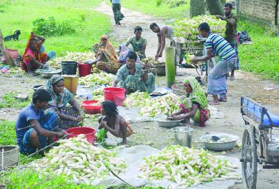 BOGRA: Bumper production of radish has been achieved in Bogra district. Per maund of radish is selling at Tk. 500 to 600 in the local market.