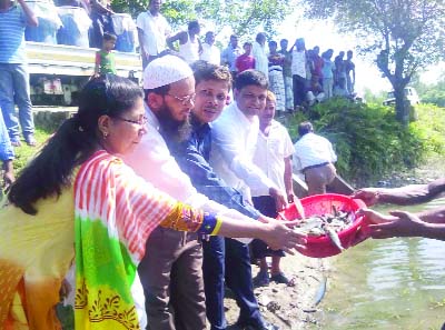 JALDHAKA( Nilphamari): Hasan Ferdous, District Fisheries Officer, Rashidul Huq Prodhan, UNO and Minara Hafiza Ferdous, Fisheries Officer of Jaldhaka Upazila releasing fish fries in Teesta Canal on Sunday .