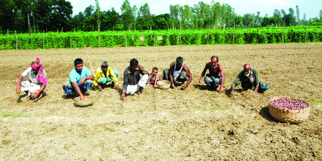 BOGRA: Farmers in Bogra are passing busy time in planting potatoes. This snap was taken from Mariya village yesterday.