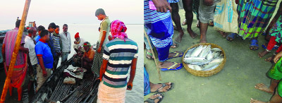 MANIKGANJ: Illegal hilsa fishing and selling are rampant at Baghutia, Bachamora and Charkatari Unions in Jamuna River. This snap was taken from Bachamora Union point of Jamuna River on Sunday.